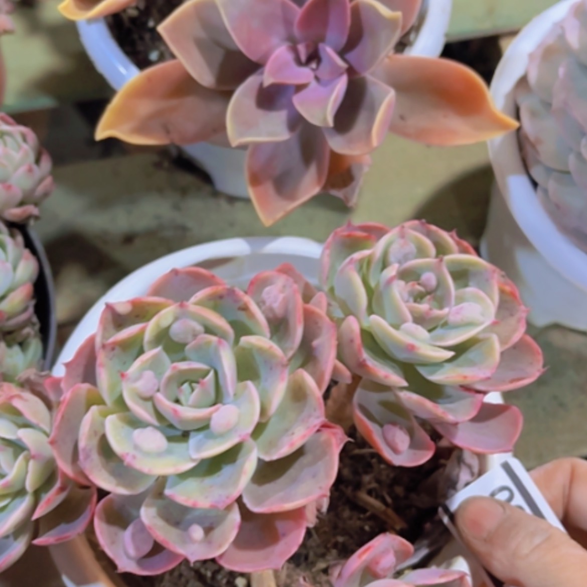 【闪购商品】雨滴17300