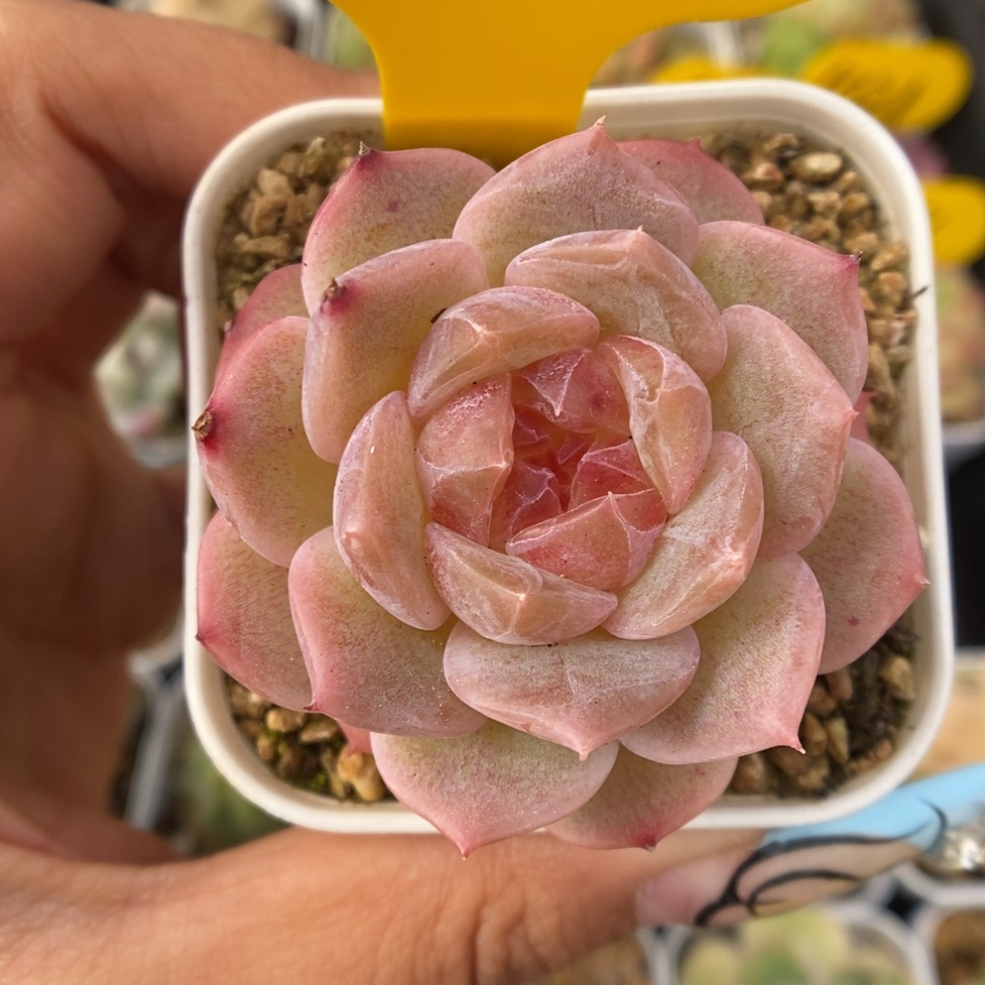 粉钻心珍妮可拍1032号