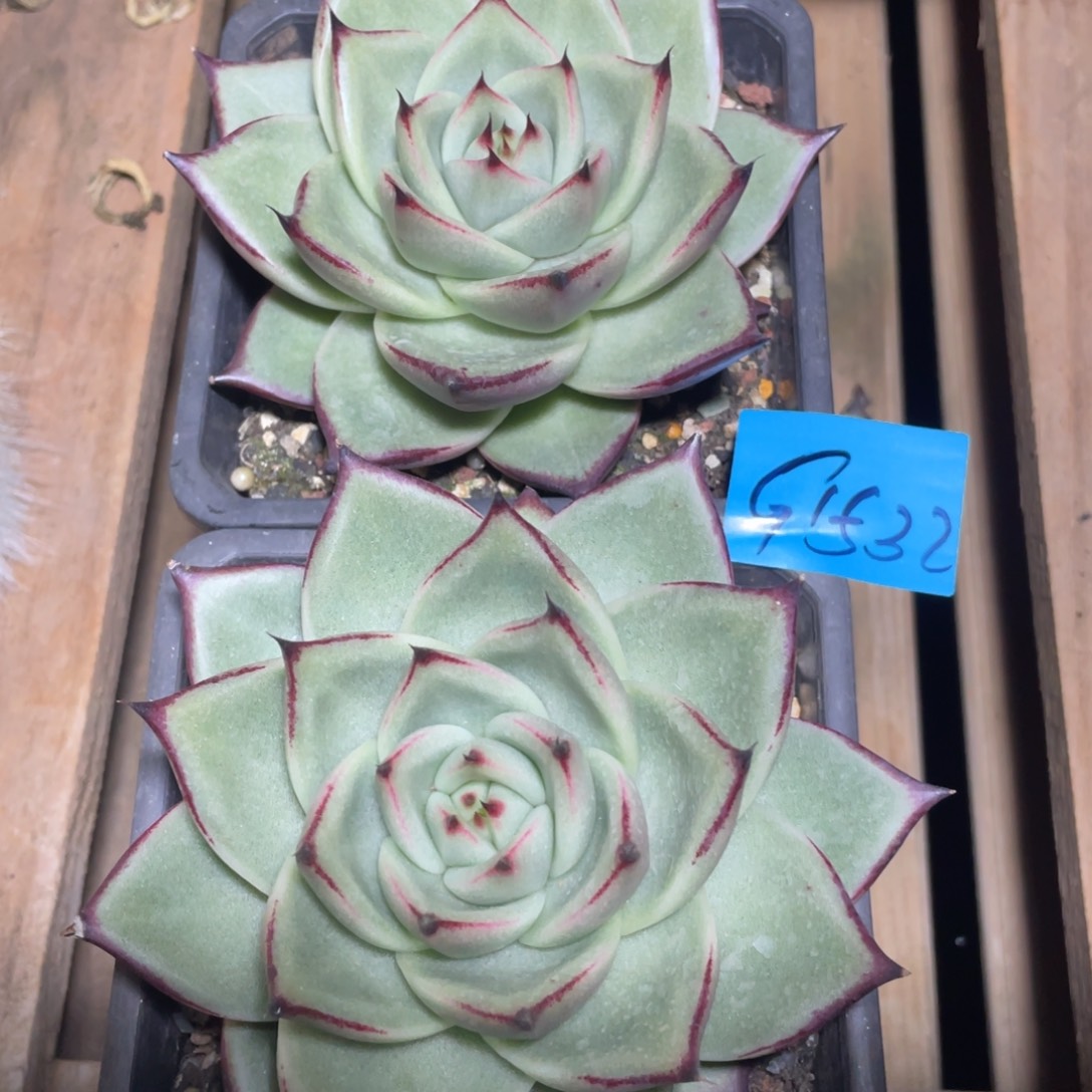 多肉植物多肉植物1532