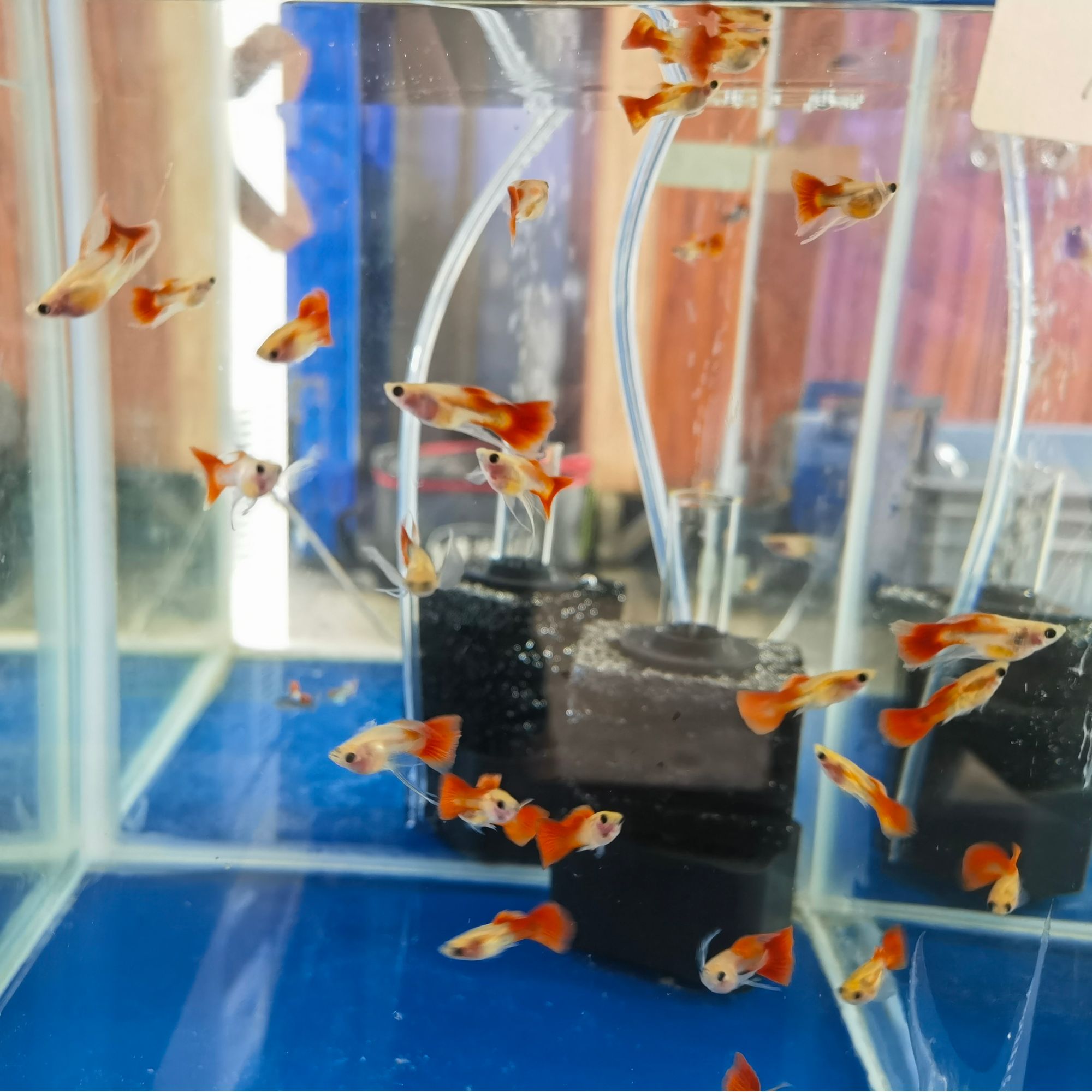 原线银河玻璃猫短体大C