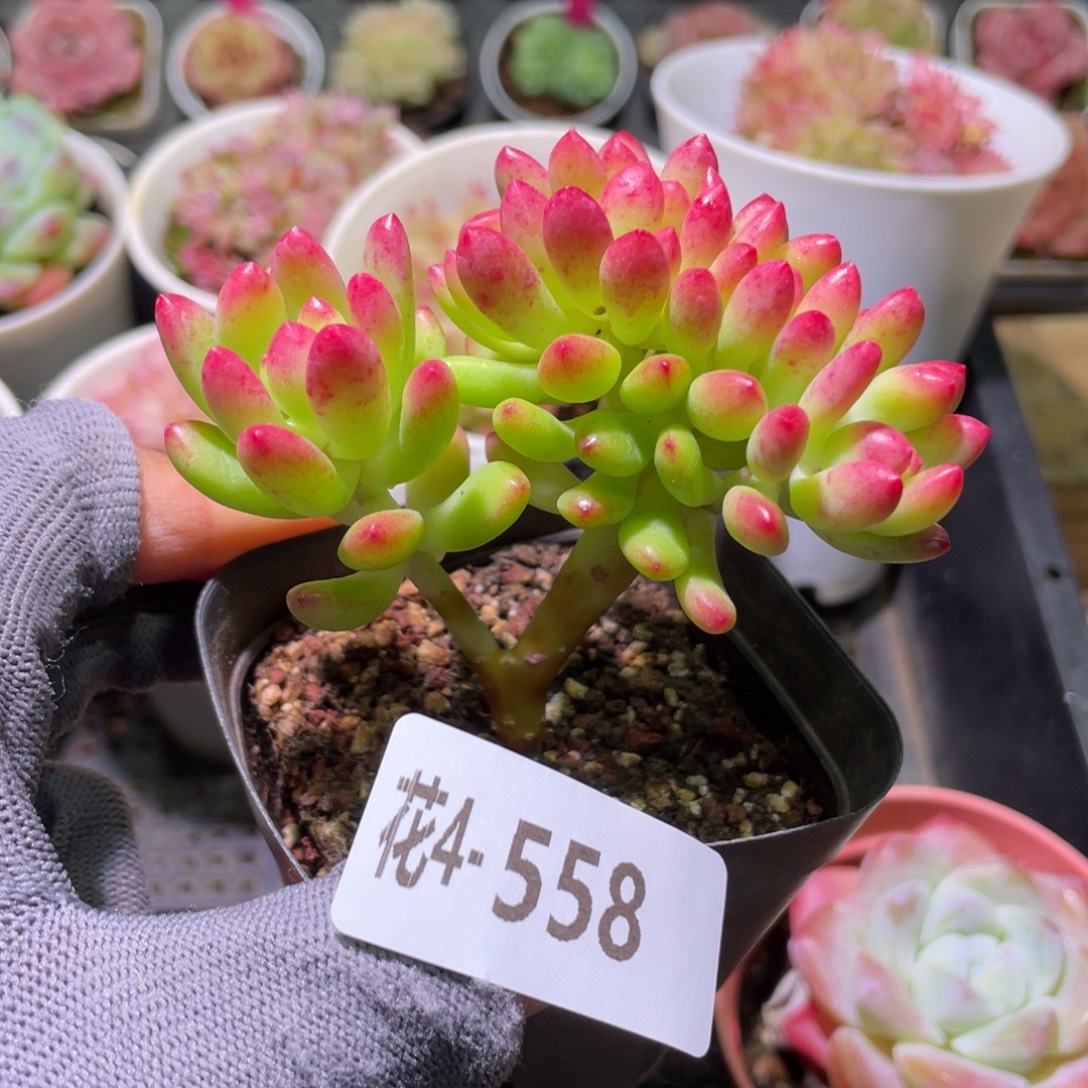 花利美4-558青松缀化