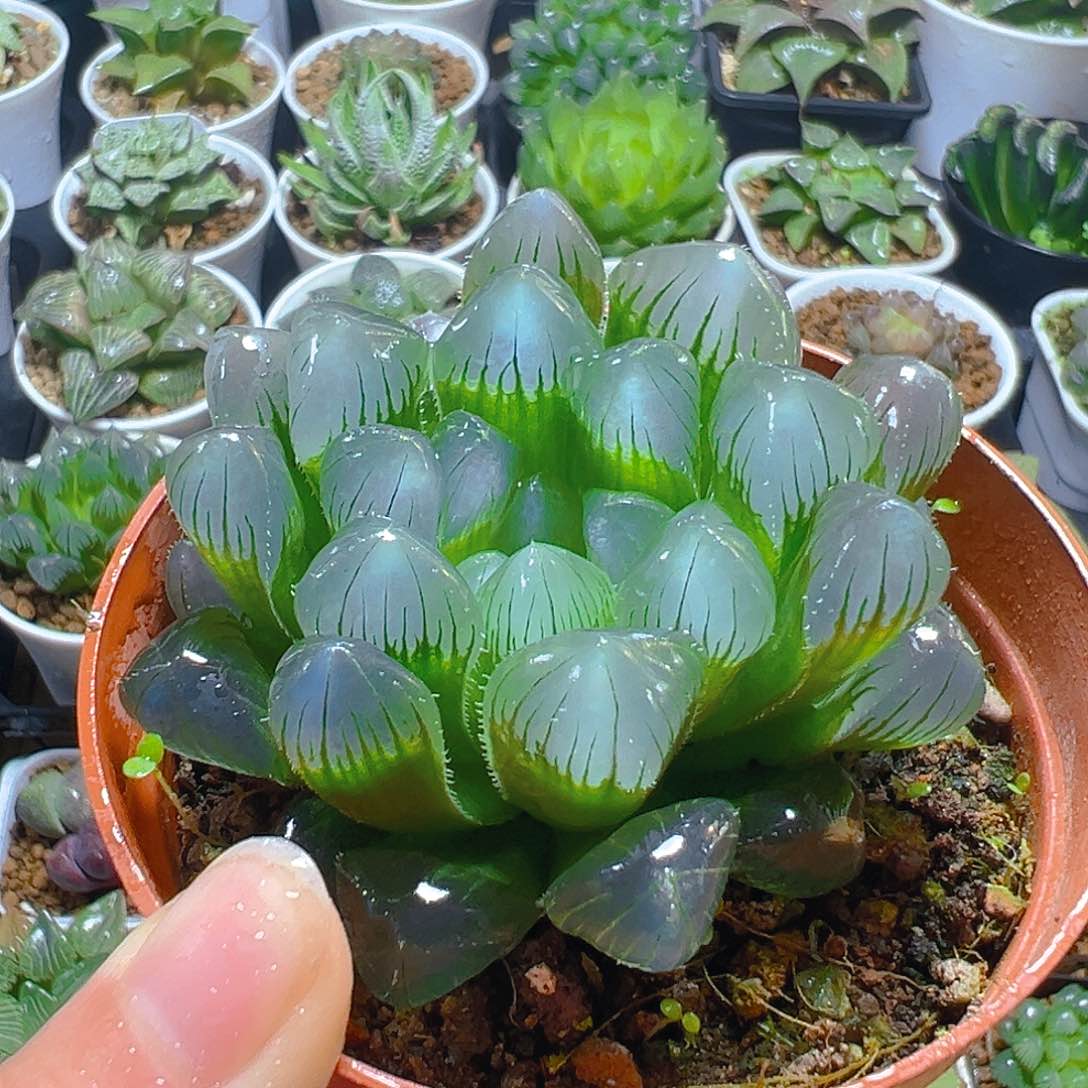 特丸玉露多肉多肉一颗