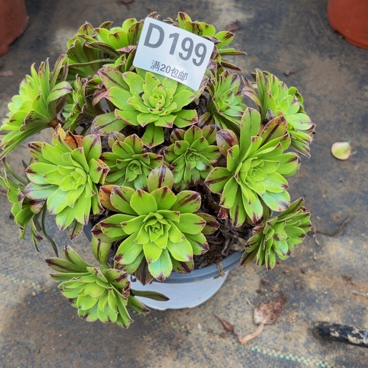 瑞妈多肉园艺199必火