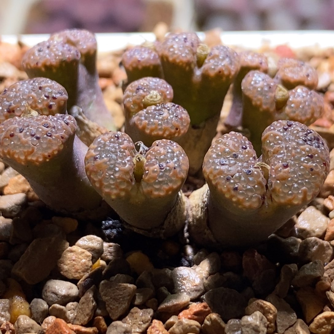 泡泡勋章 泡泡窗很明显