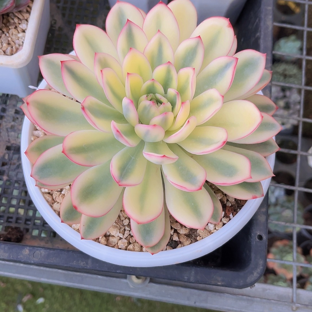 ****紫叶紫姐9999999999999