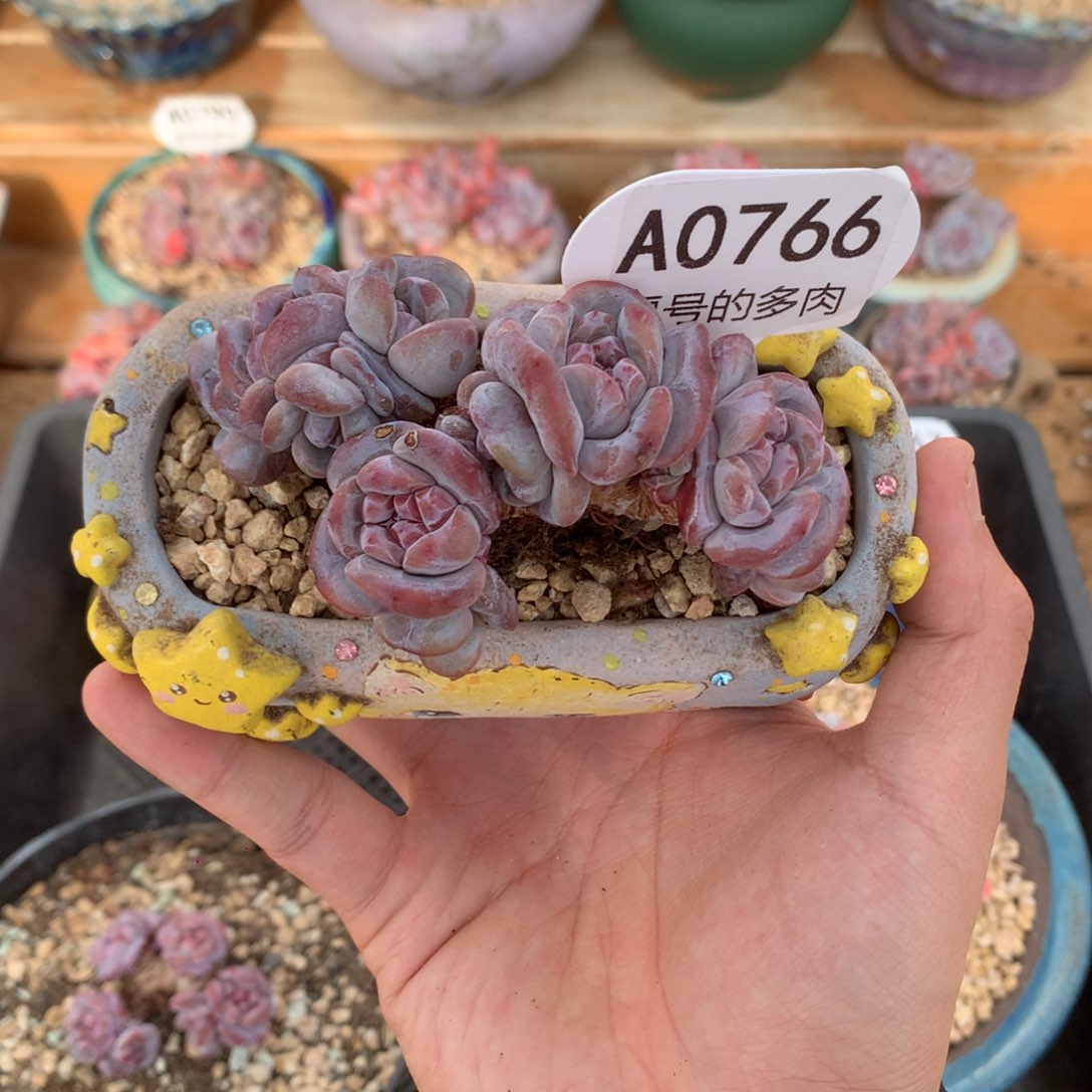 A0766 突尼斯老桩自然群 9cm