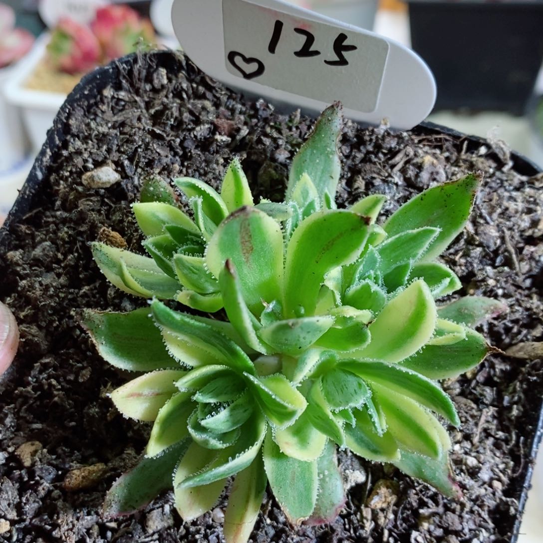 125巴贝图 莲花掌。多肉