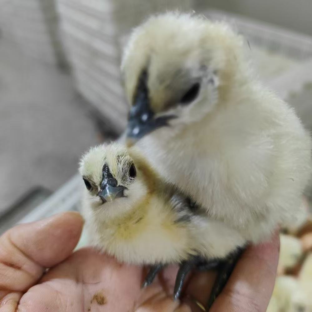 宠物鸡江山白鸡可顺丰包邮到家