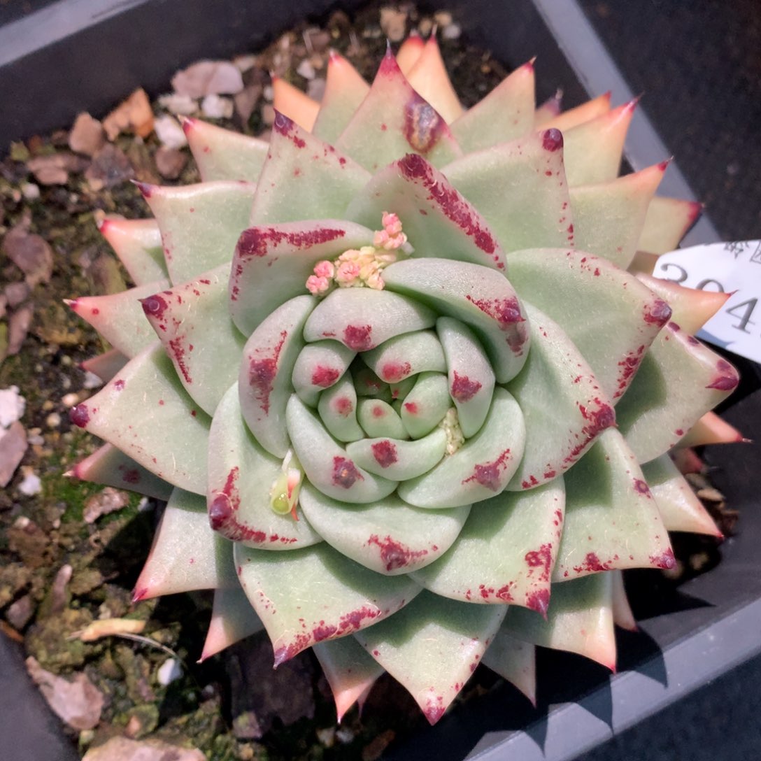 3049有叶伤杂交多肉植物