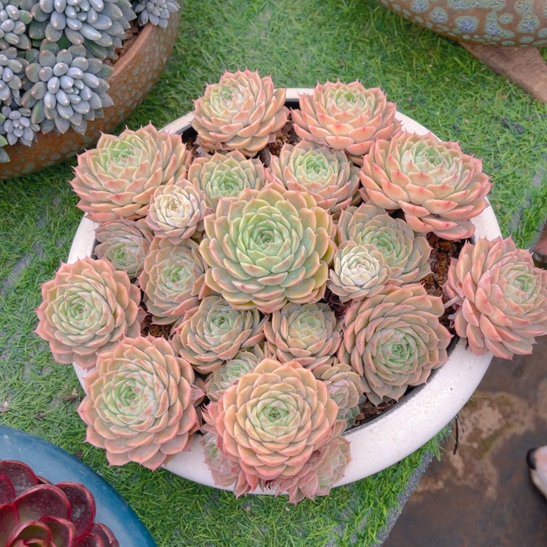 昂丝洛手捧老桩群