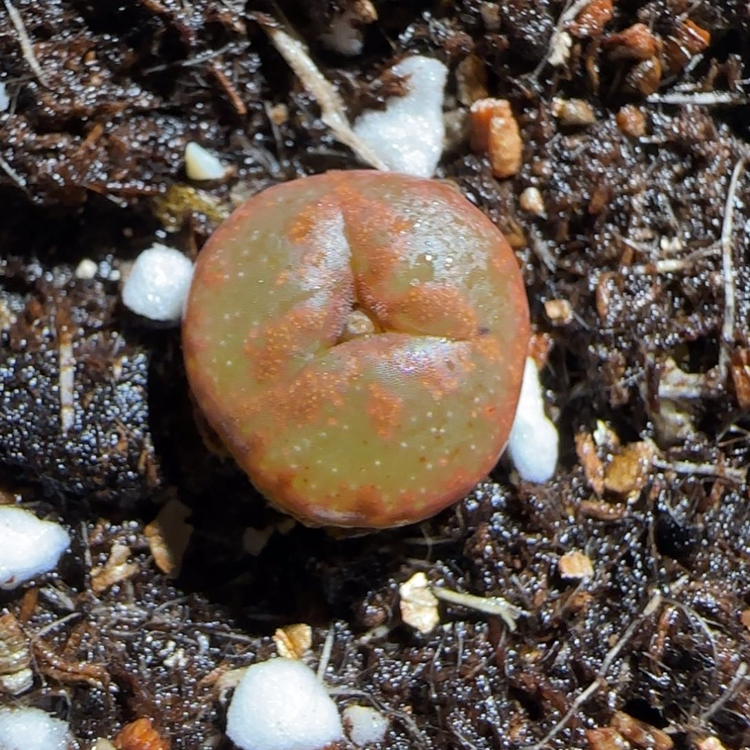 肉锥多肉植物组合-酒红勋章224