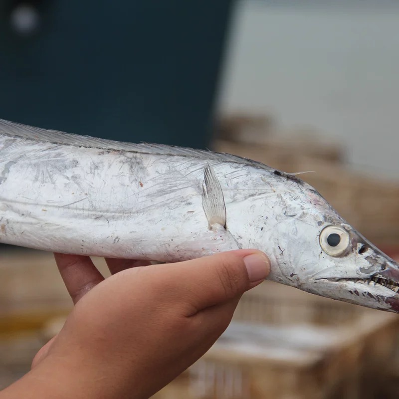 【小带鱼】2-3两/条 净重4斤17条左右 新鲜速冻顺丰冷链 无冰 