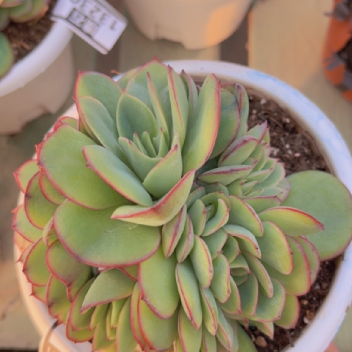 【闪购商品】牡丹亭缀13231