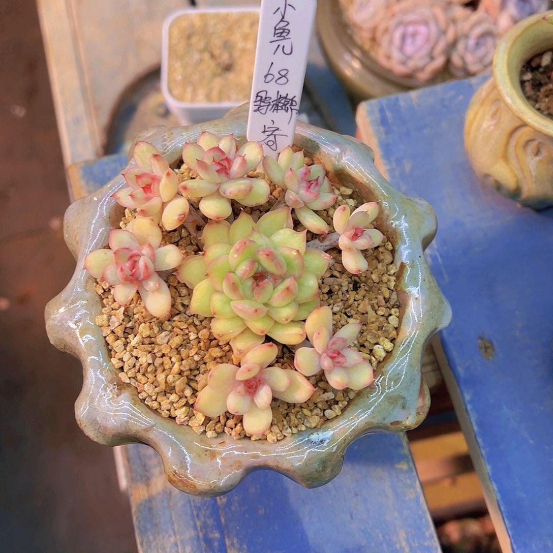 小*儿野格锦，多肉植物，