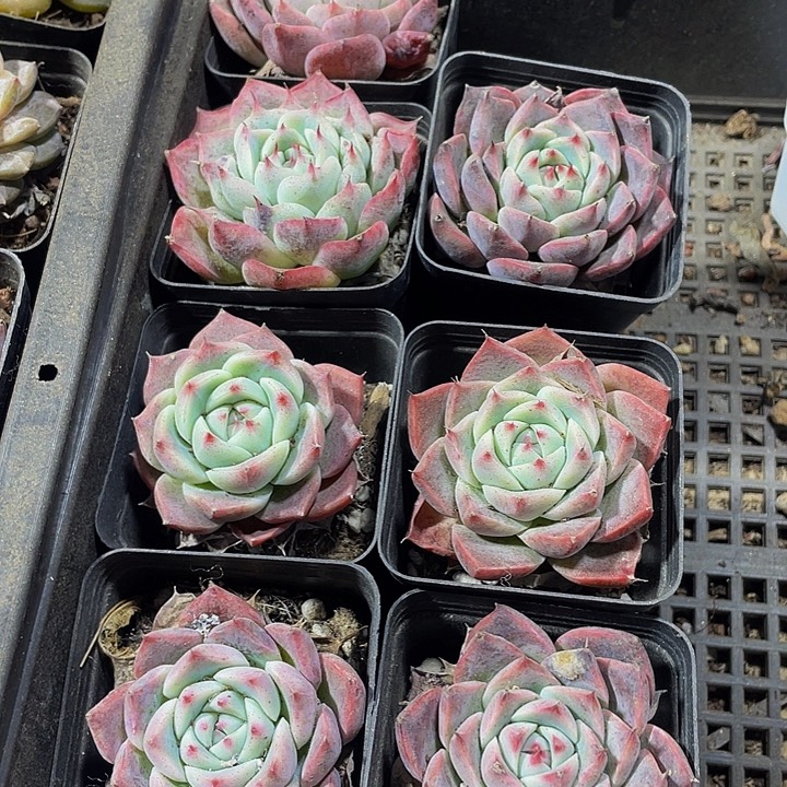 西施2.8带盆土发货