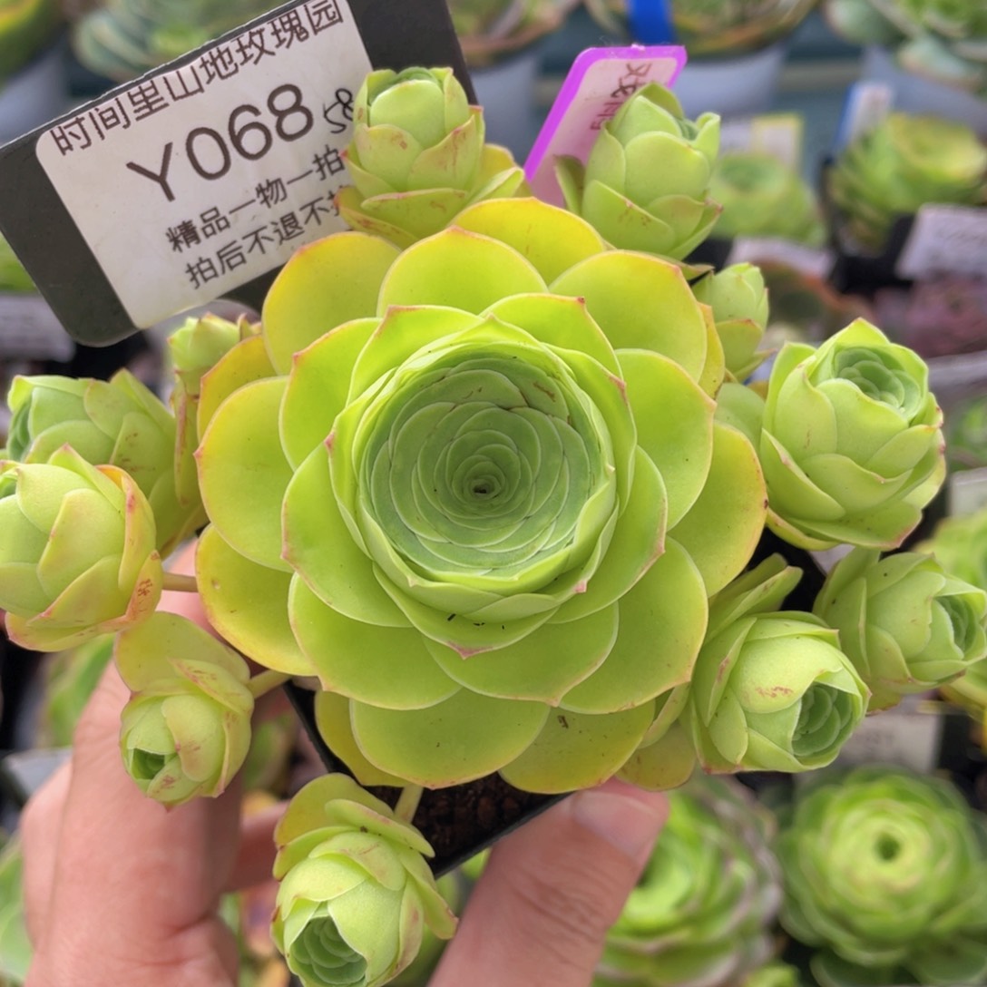 戏雨新年福利068一物一拍