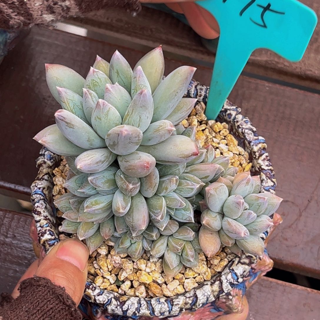 1775号上午多肉植物群生多肉