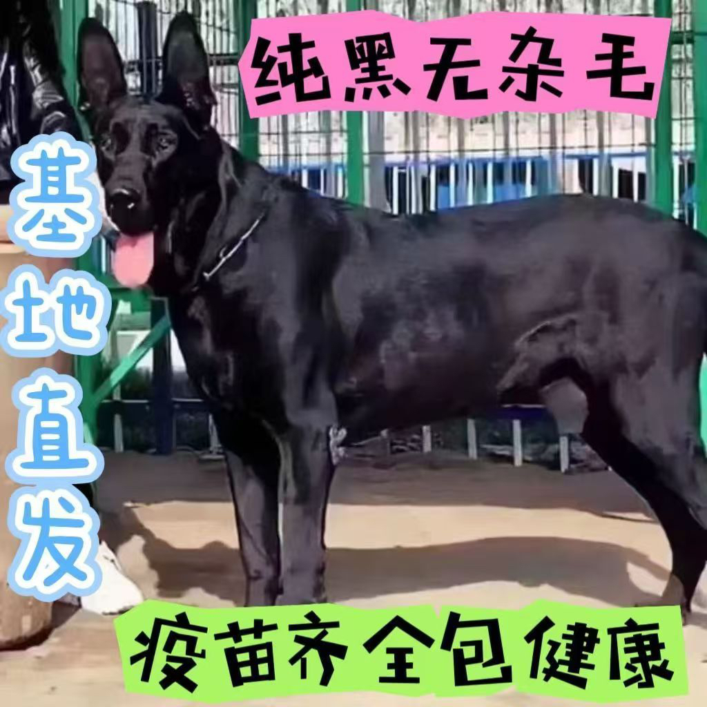 带您一起去选狗（黑狼犬）选狗教程