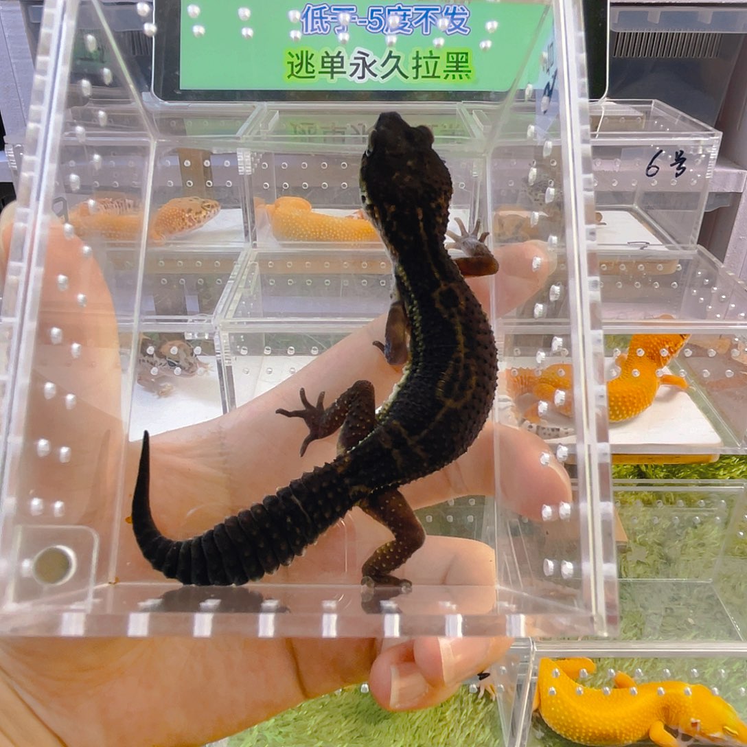 豹纹守宫守宫可爱好看迷人