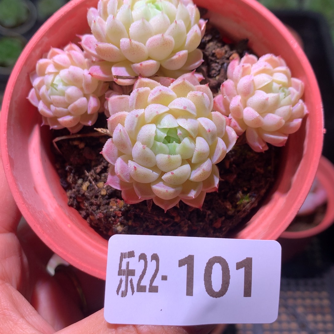 乐然22-101 羊脂球 不包整