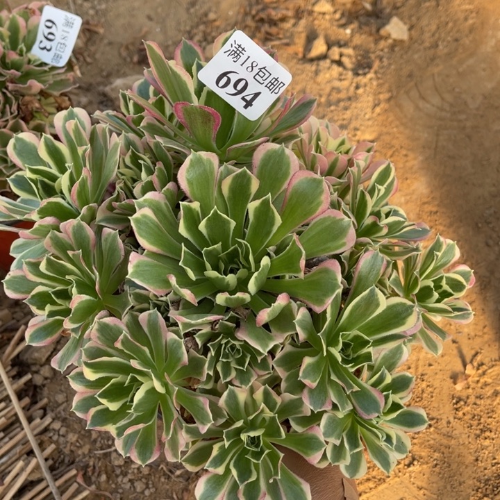 694白凤手捧4号棚