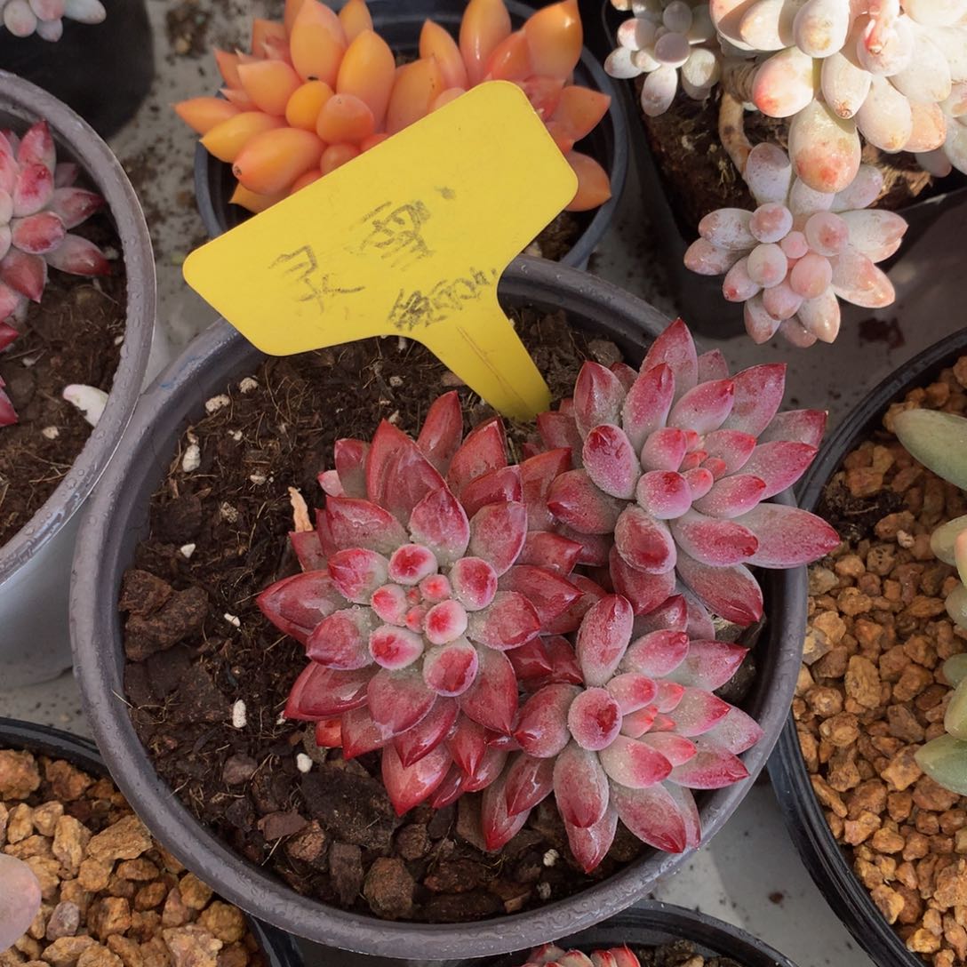 虞美人444444444778