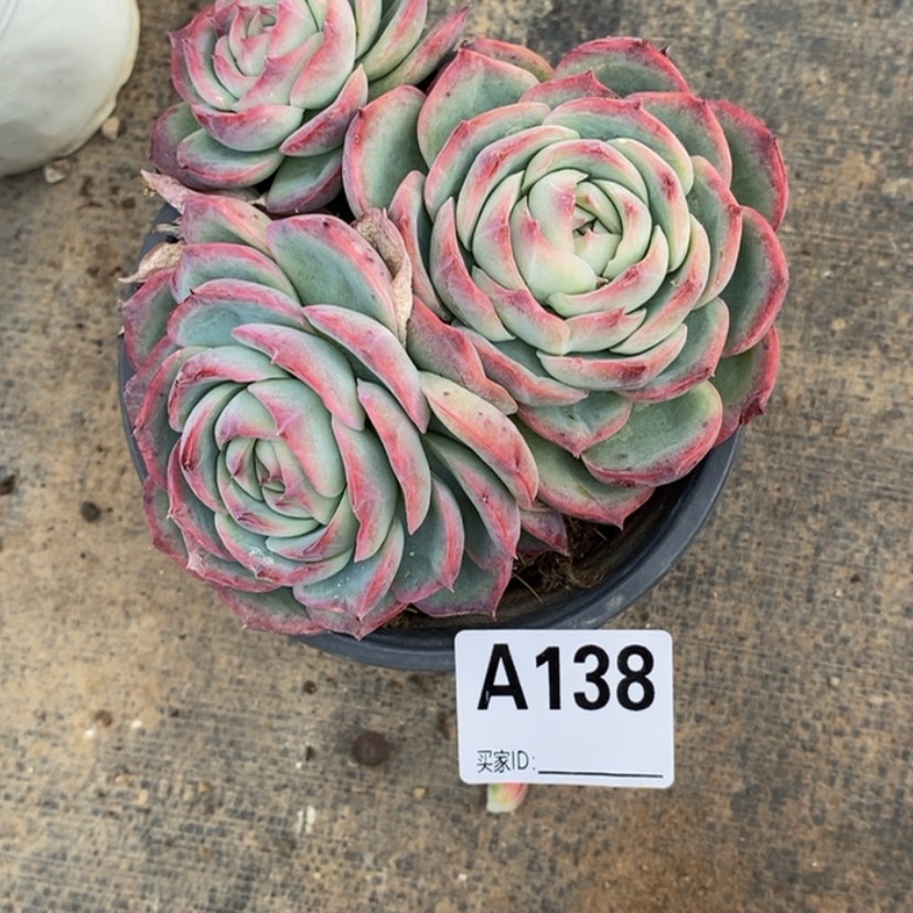 【闪购商品】缘***福多肉植物