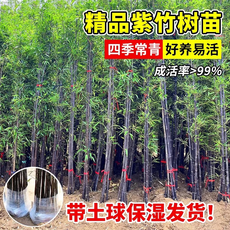 买五送一买十送二耐寒紫竹苗庭院室外四季种植罗汉竹盆栽室内庭院