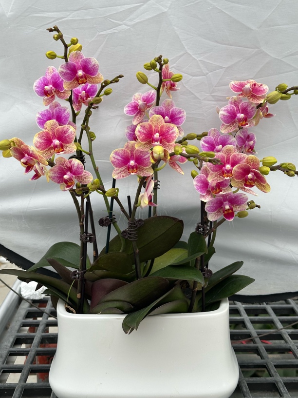 【金红碟】蝴蝶兰种植 室内花卉 花期长 带花苞兰花小花
