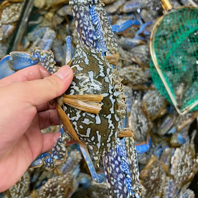 博贺港地笼渔船花蟹默认打氧配送小时到家在途个别缺氧死亡情况介意慎拍