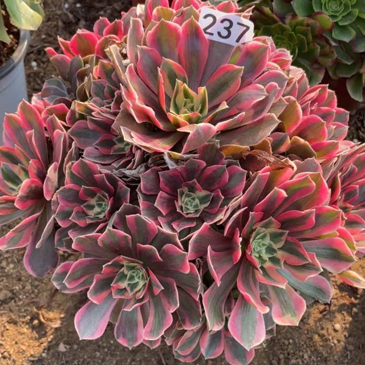 无花朵237女妖多肉植物