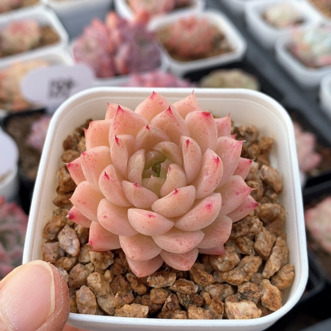 精品多肉一物一拍249