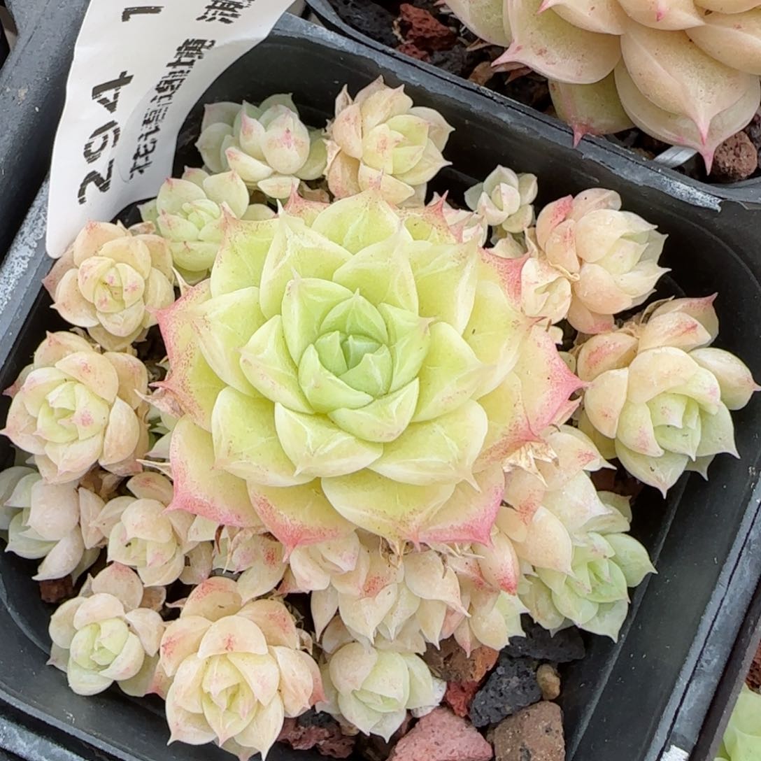 花语逸镜0129-294