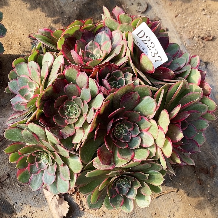 2237夜宴粉花妖多肉植物