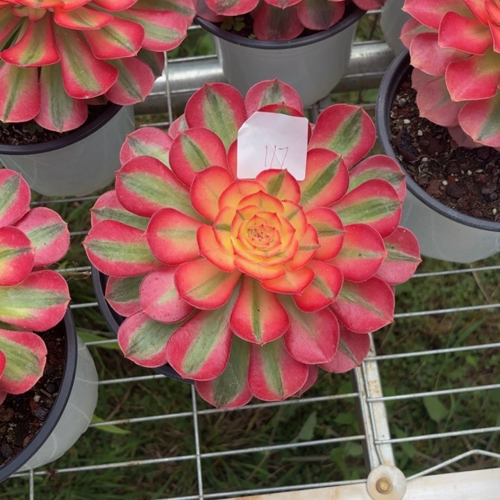 云南荔枝好看117号