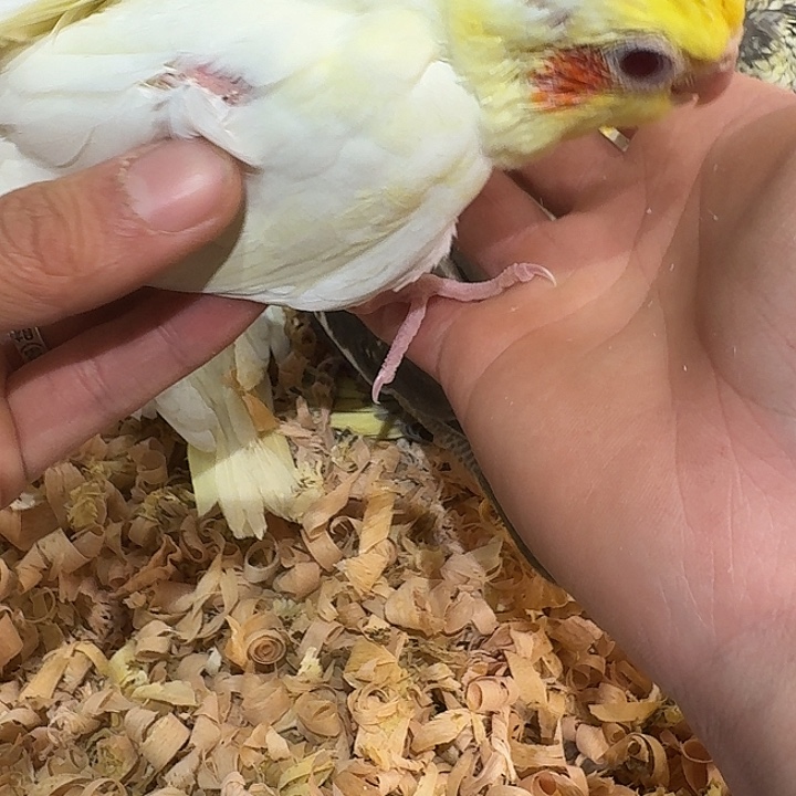 玄凤鹦鹉/鸡尾鹦鹉