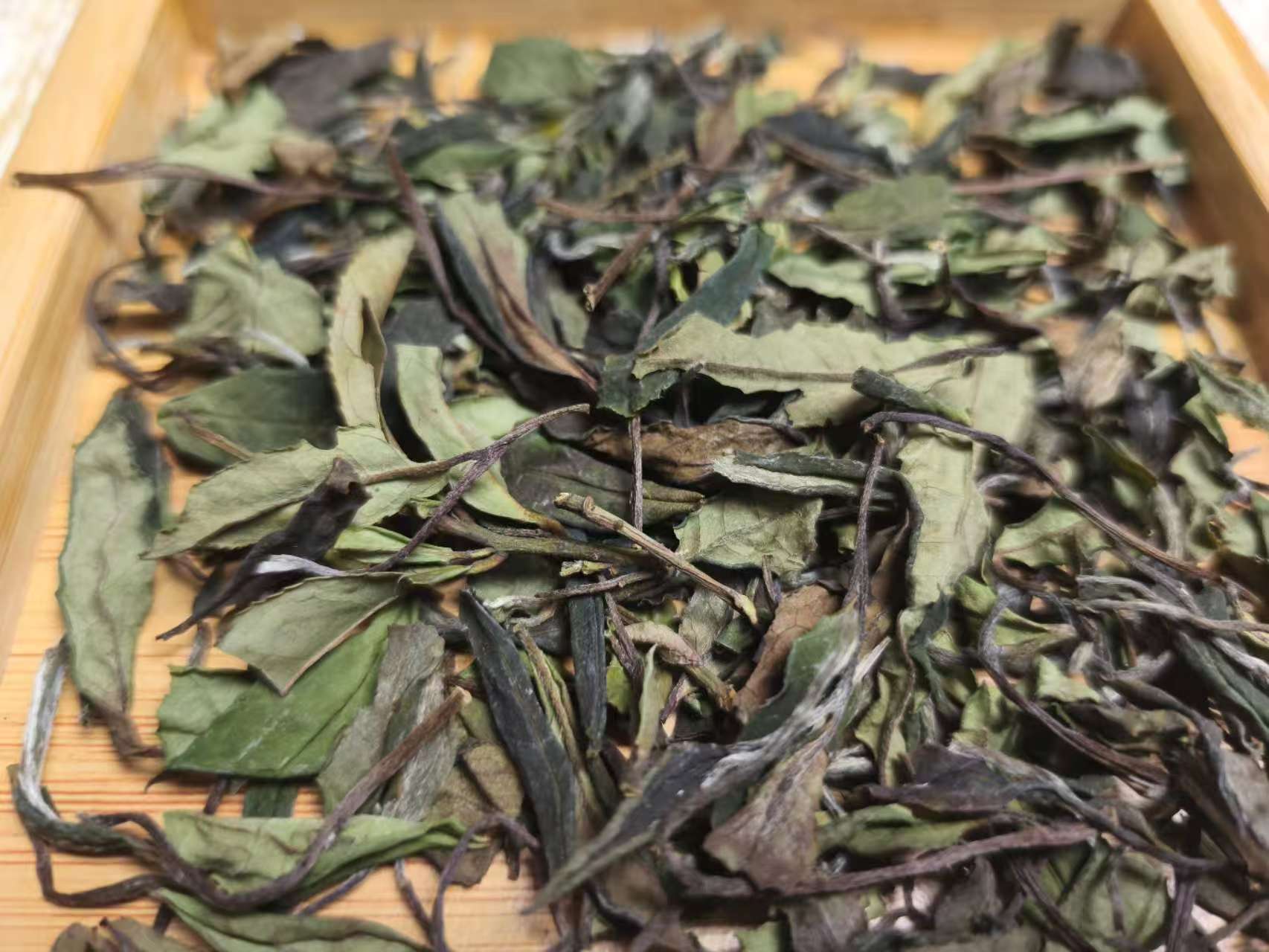 2024荒野贡眉.醇厚