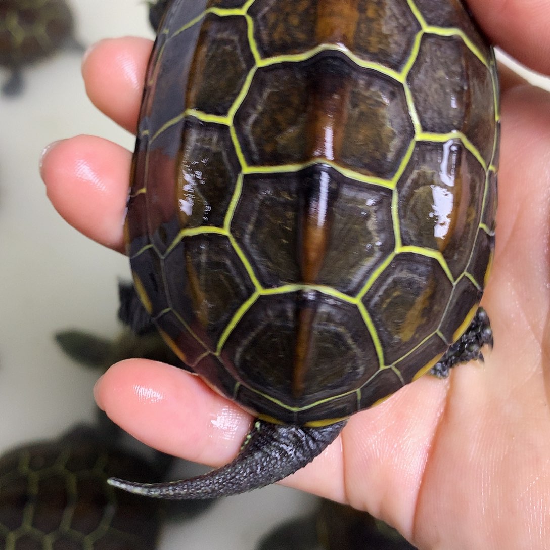 绿毛龟母中华草龟不分公母