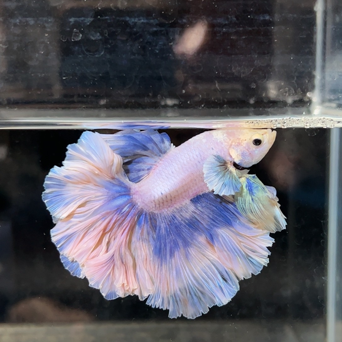 斗鱼8号蓝紫色蓬蓬蛋糕裙