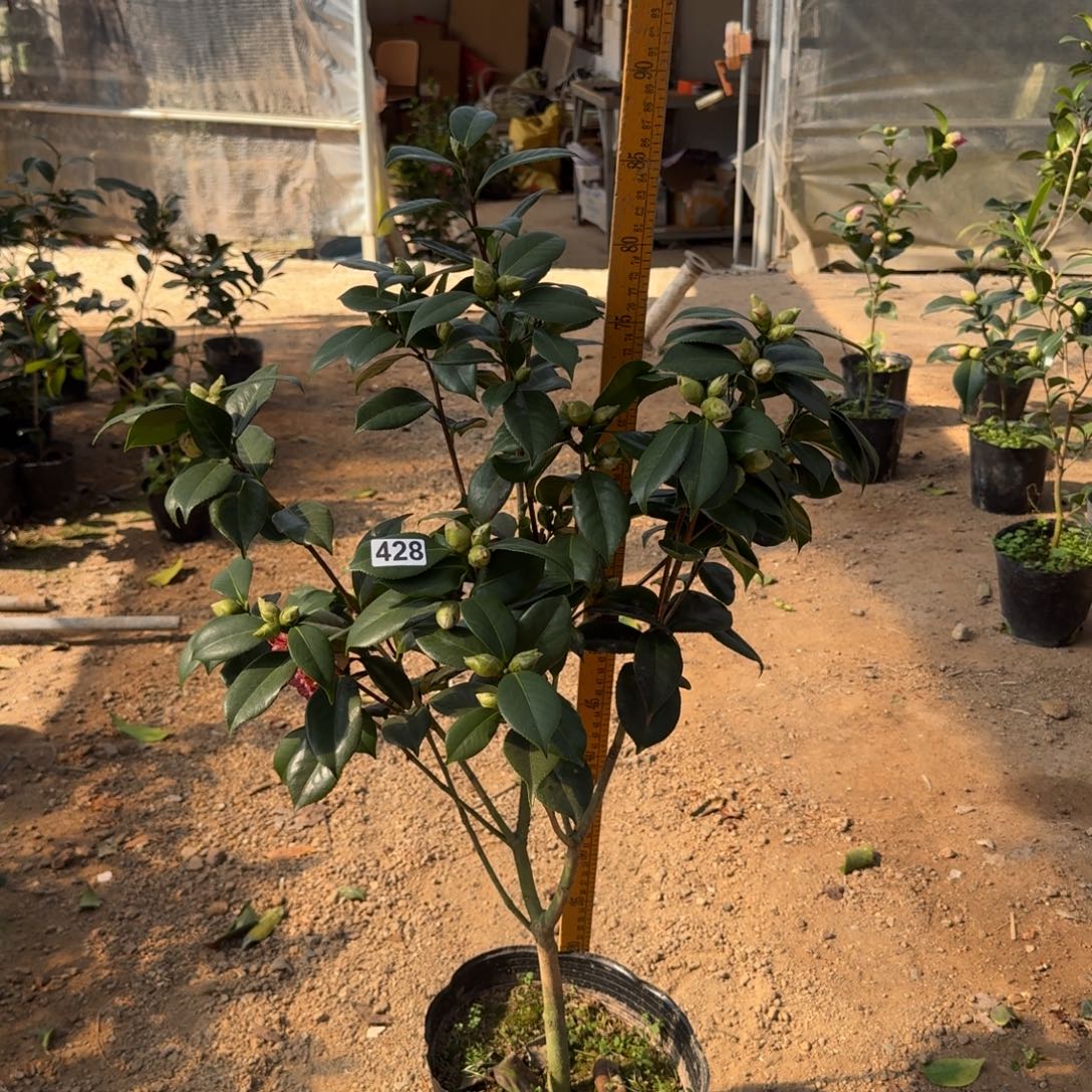 少量花朵（建议范围：2朵-5朵 或40%以下）428白瑞琪