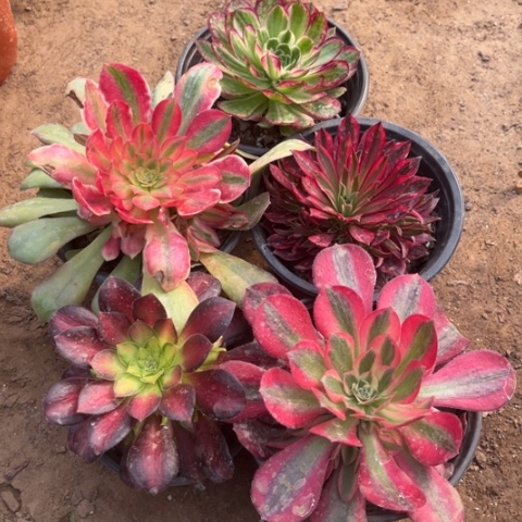 856多肉植物组合