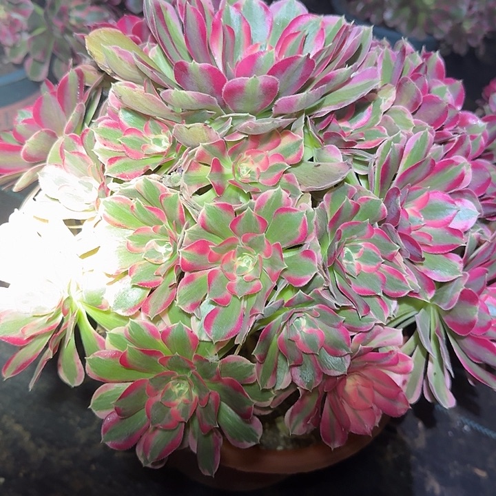 新品种妖月老桩亏本福利