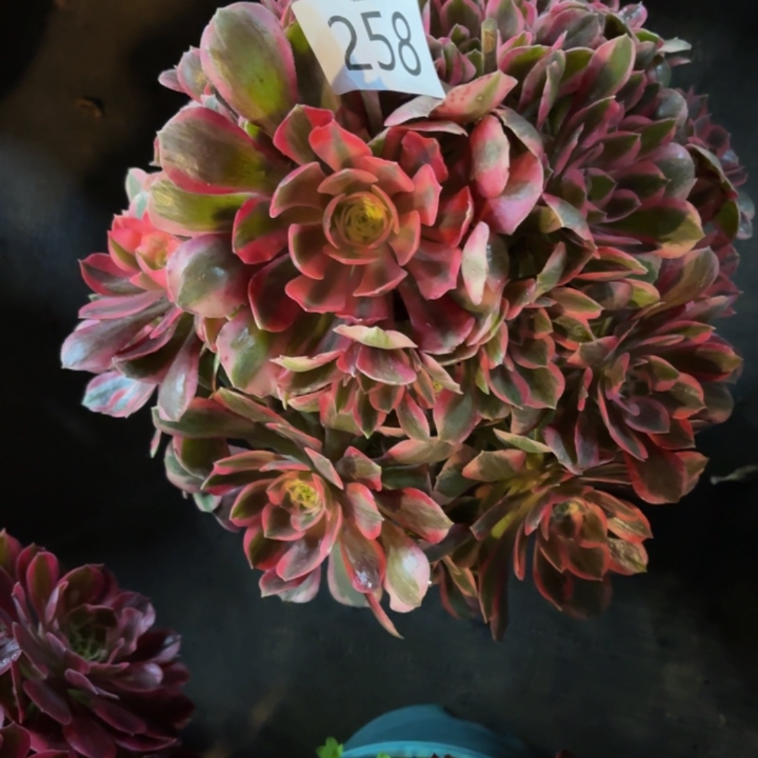 哈哈多肉葡萄福利258