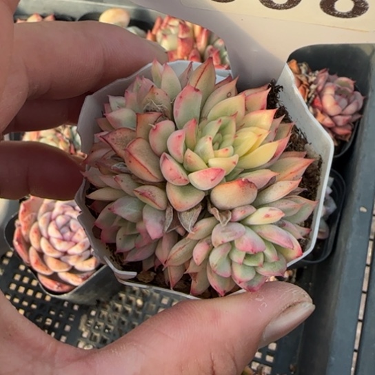 98女雏锦一物一拍多肉