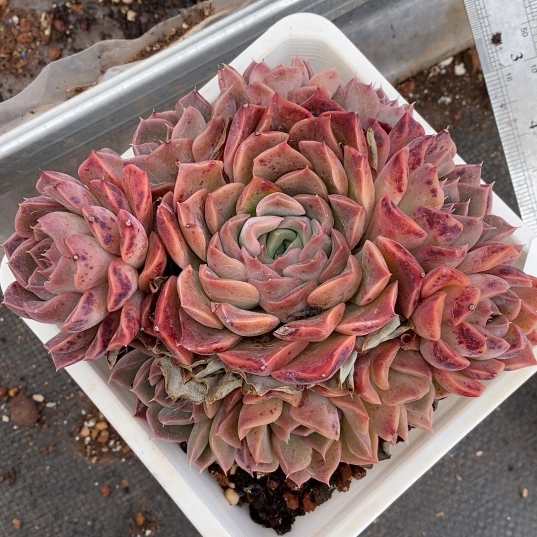 7954杂交多肉老桩