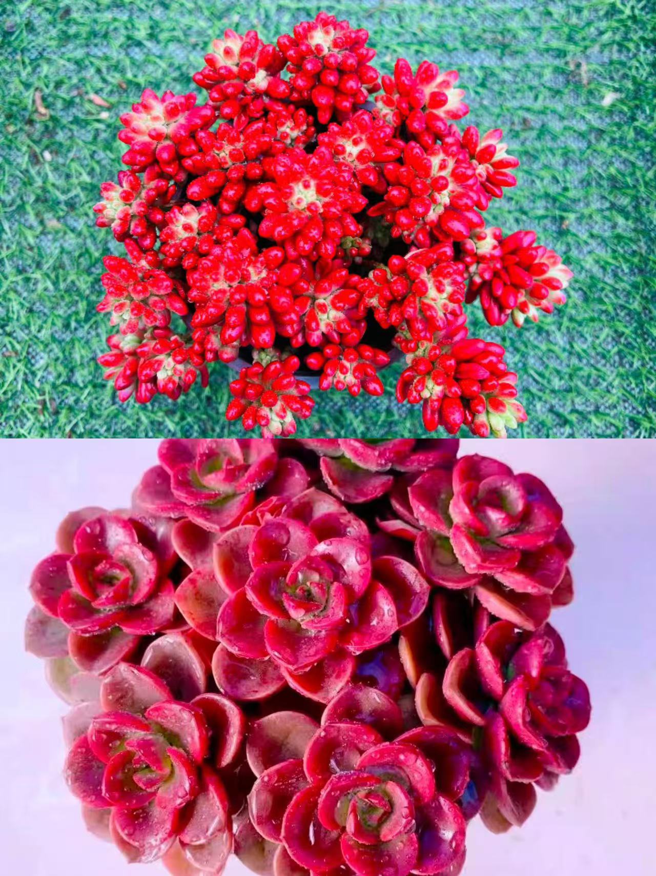 【转运珠+巧克力玫瑰】 带盆带土发 好养耐寒耐热多肉植物适合新手