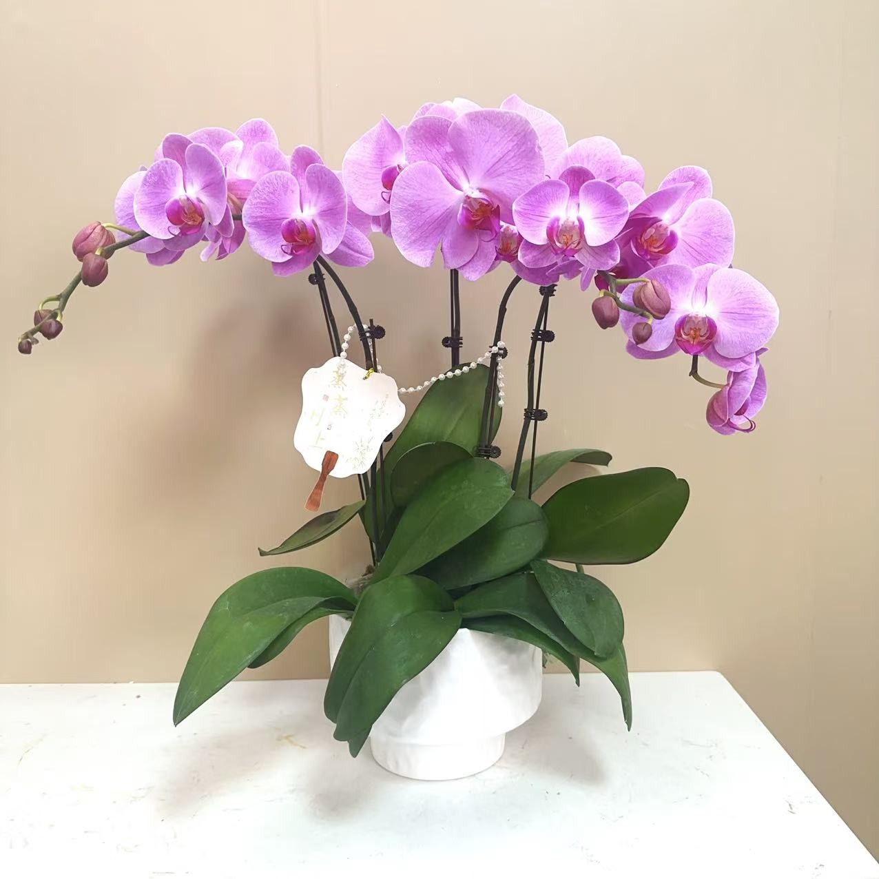 A级【粉色年华】精品 蝴蝶兰
