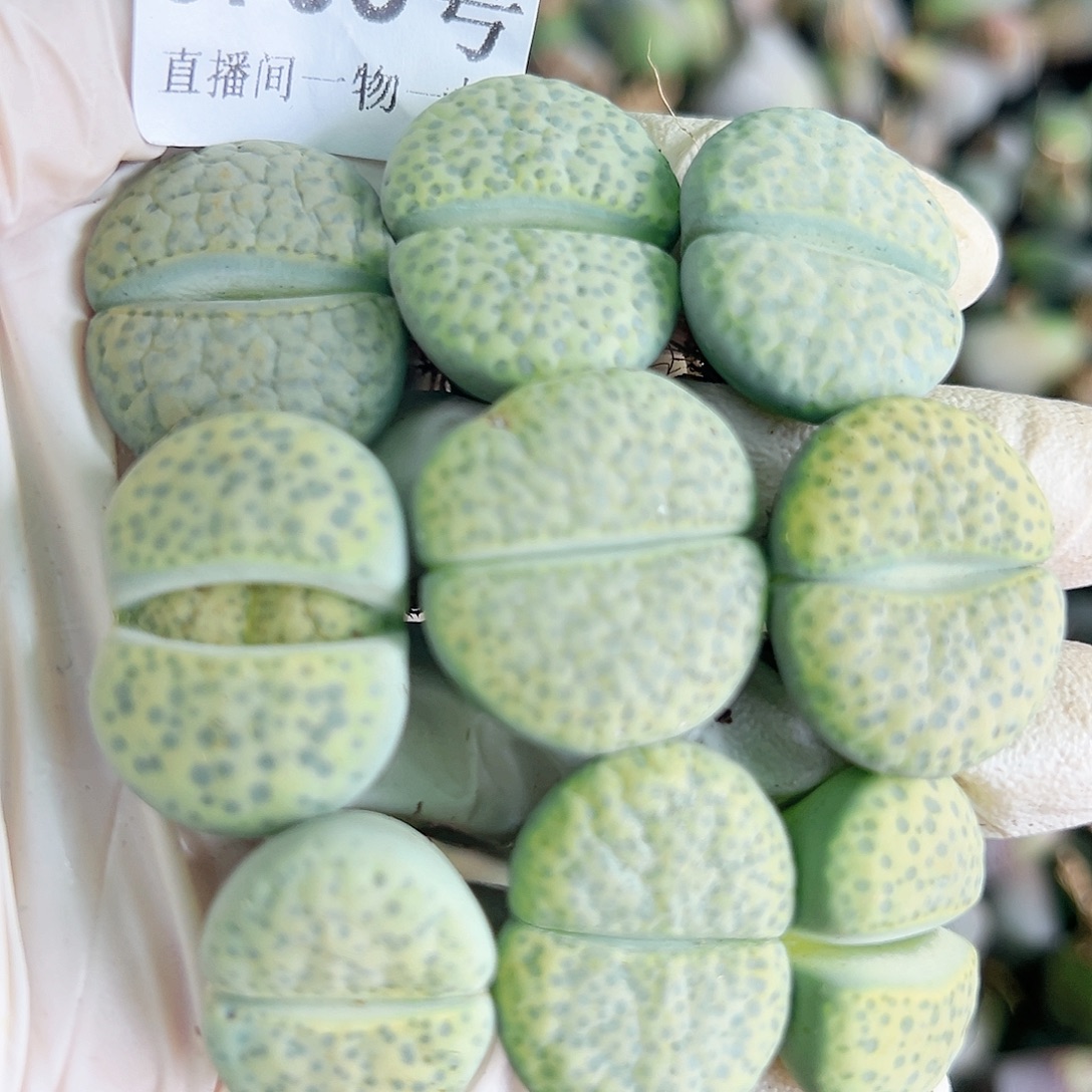 8703 好养易活生石花大母本9个