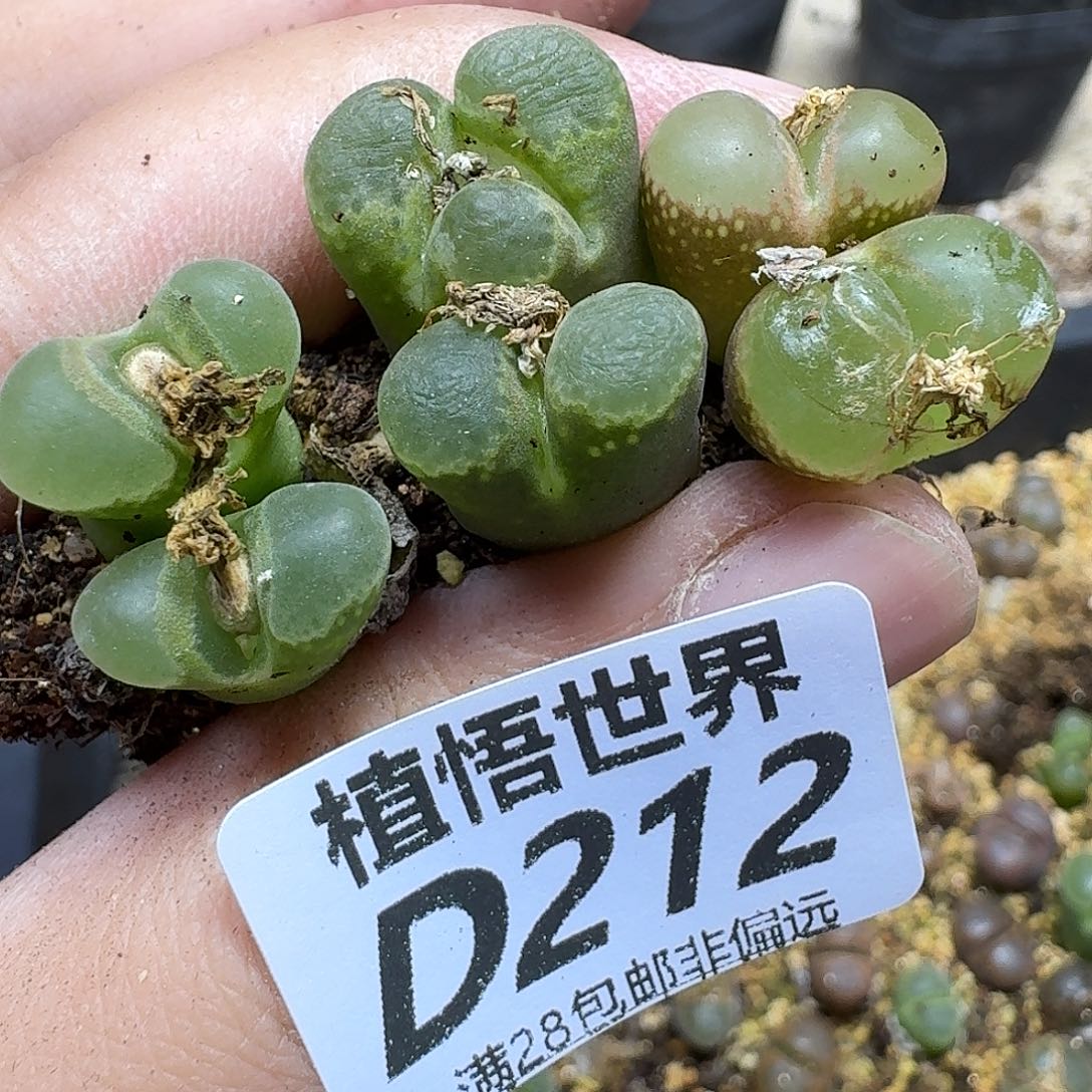 多肉植物的人生fhn