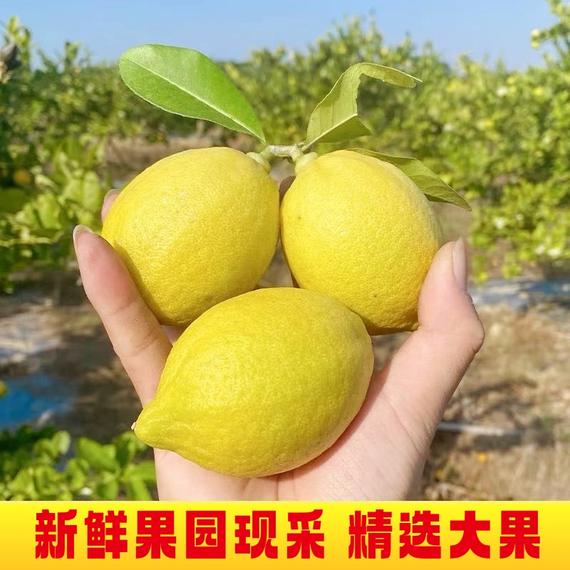 广东无籽香浓香水柠檬当季黄果泡水榨汁商用香水柠檬